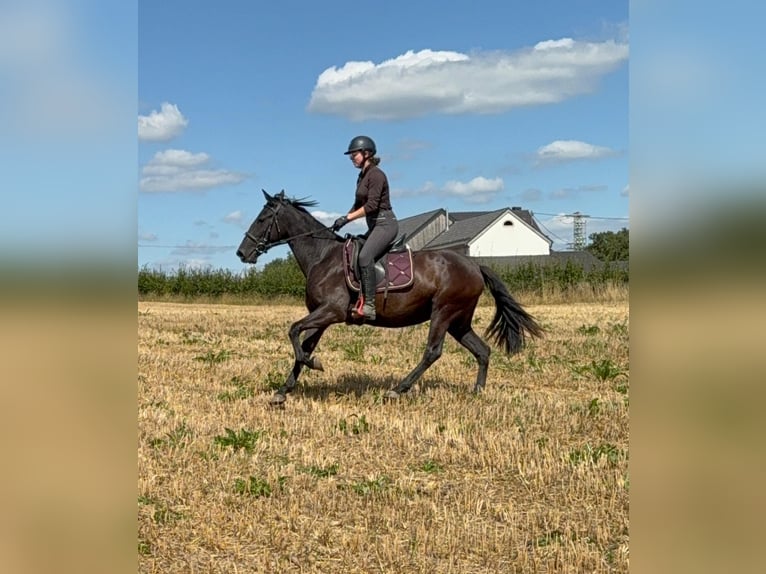 PRE Mix Stute 3 Jahre 153 cm Rappe in Daleiden