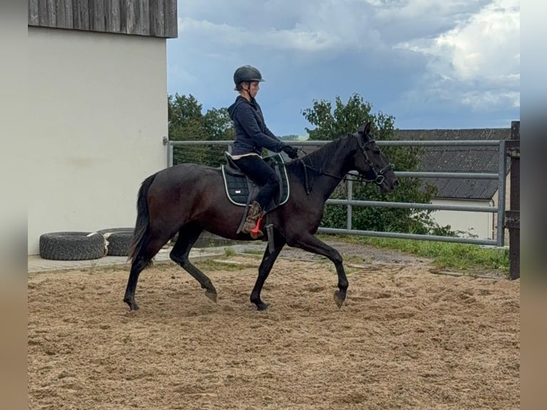 PRE Mix Stute 3 Jahre 153 cm Rappe in Daleiden