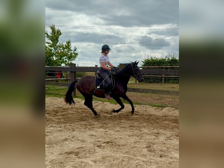 PRE Mix Stute 3 Jahre 153 cm Rappe in Daleiden