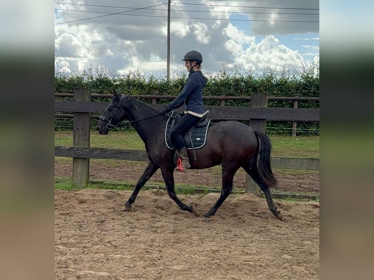 PRE Mix Stute 3 Jahre 153 cm Rappe in Daleiden