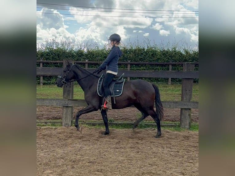 PRE Mix Stute 3 Jahre 153 cm Rappe in Daleiden