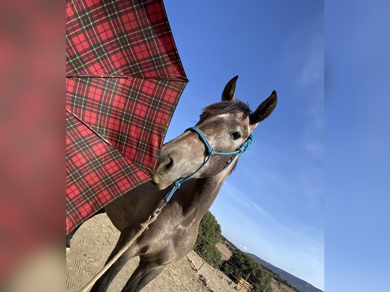 PRE Mix Stute 3 Jahre 153 cm Schimmel in Tarifa