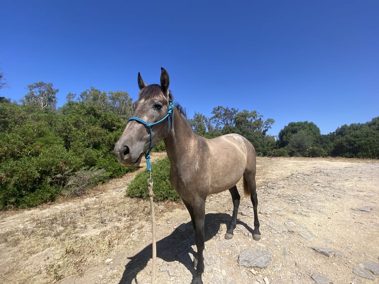 PRE Mix Stute 3 Jahre 153 cm Schimmel in Tarifa