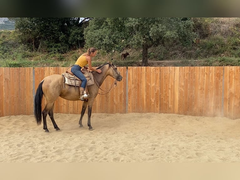 PRE Mix Stute 3 Jahre 154 cm Buckskin in Velbert
