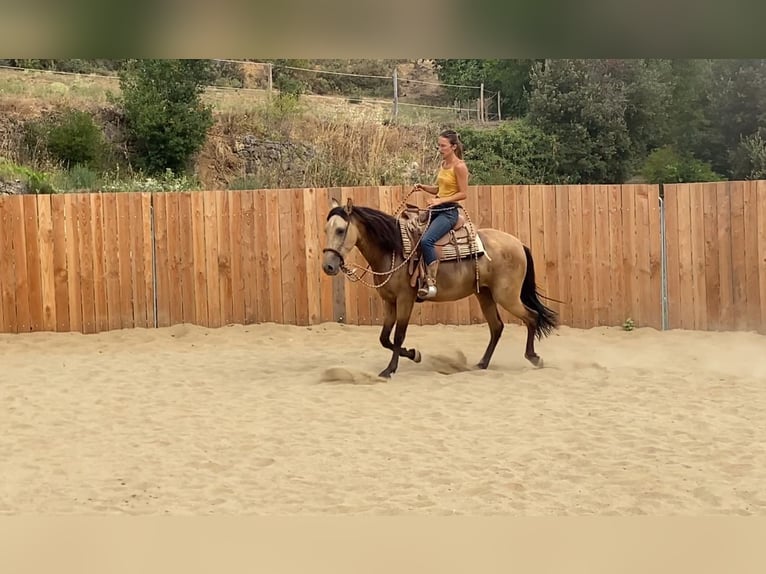 PRE Mix Stute 3 Jahre 154 cm Buckskin in Velbert