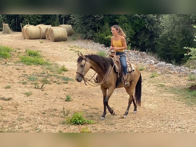 PRE Mix Stute 3 Jahre 154 cm Buckskin in Velbert