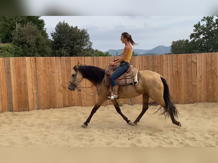 PRE Mix Stute 3 Jahre 154 cm Buckskin in Velbert