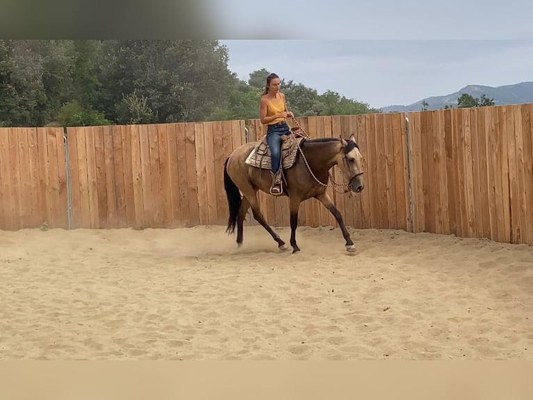 PRE Mix Stute 3 Jahre 154 cm Buckskin in Velbert