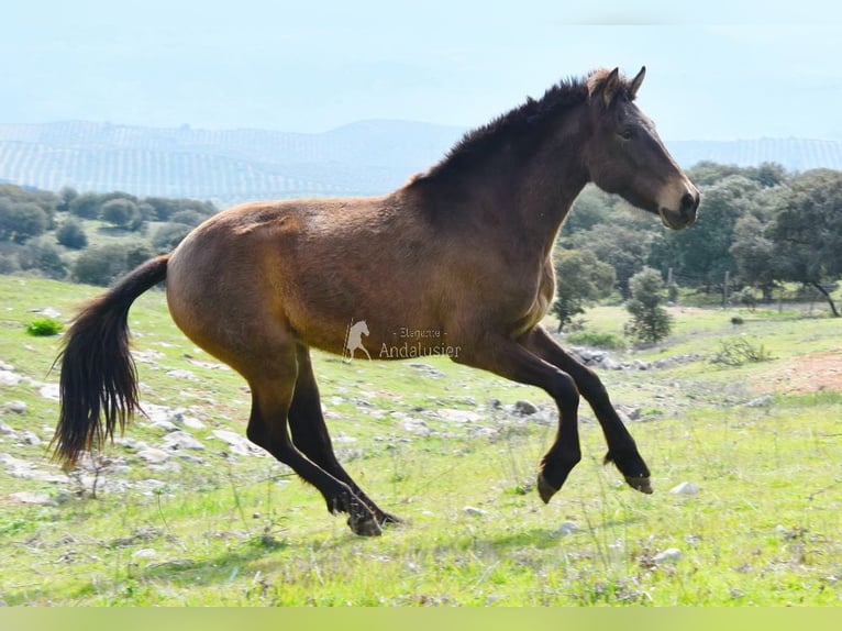 PRE Stute 3 Jahre 154 cm Falbe in Provinz Granada