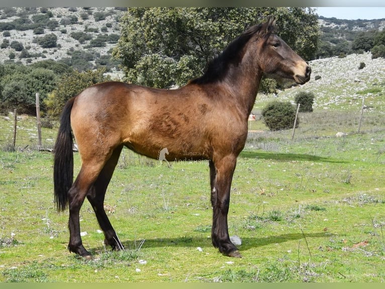 PRE Stute 3 Jahre 154 cm Falbe in Provinz Granada