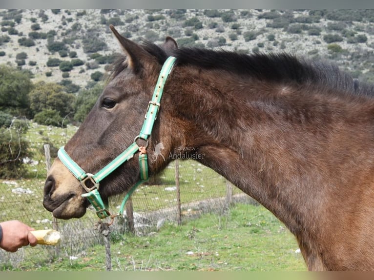 PRE Stute 3 Jahre 154 cm Falbe in Provinz Granada