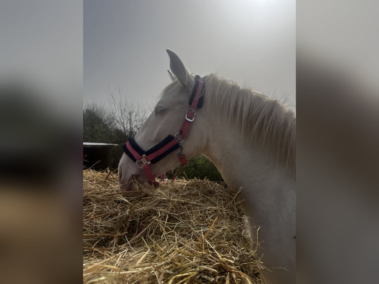 PRE Mix Stute 3 Jahre 155 cm Cremello in Tours