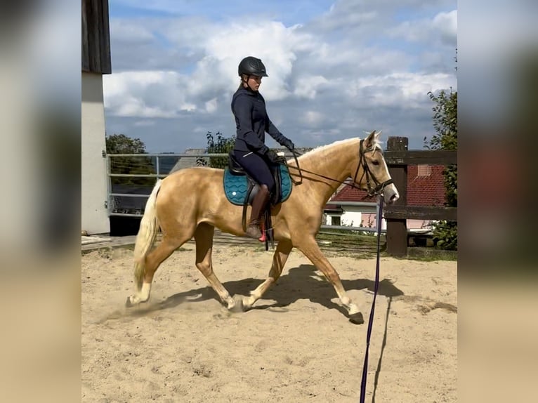 PRE Mix Stute 3 Jahre 155 cm Palomino in Daleiden