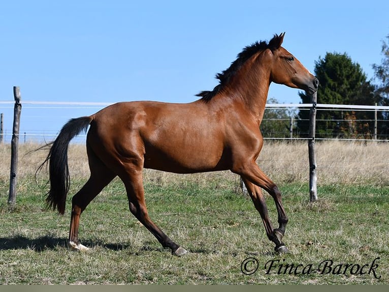 PRE Mix Stute 3 Jahre 156 cm Brauner in Wiebelsheim