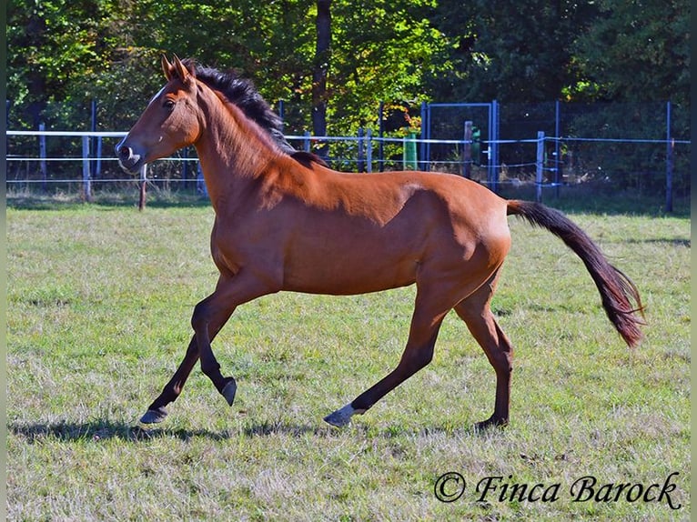 PRE Mix Stute 3 Jahre 156 cm Brauner in Wiebelsheim