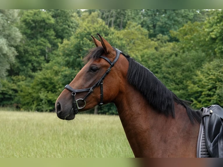 PRE Mix Stute 3 Jahre 156 cm Brauner in Oisterwijk
