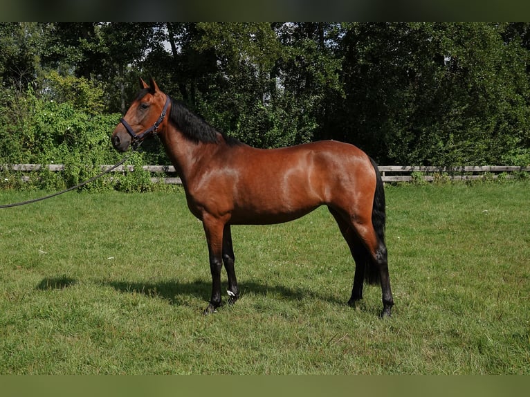 PRE Mix Stute 3 Jahre 156 cm Brauner in Oisterwijk