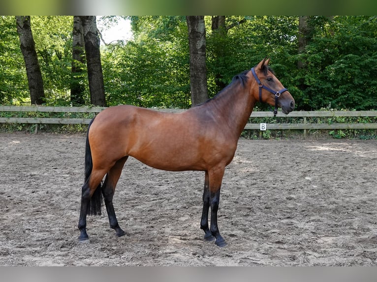 PRE Mix Stute 3 Jahre 156 cm Brauner in Oisterwijk