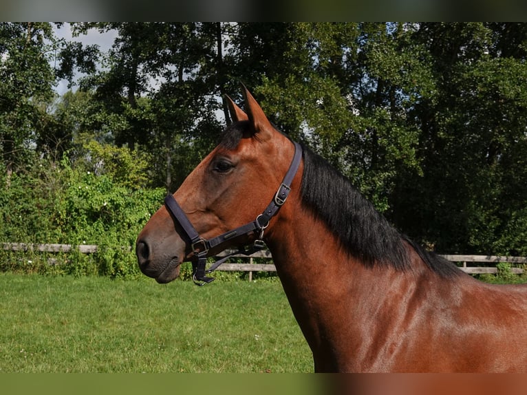 PRE Mix Stute 3 Jahre 156 cm Brauner in Oisterwijk