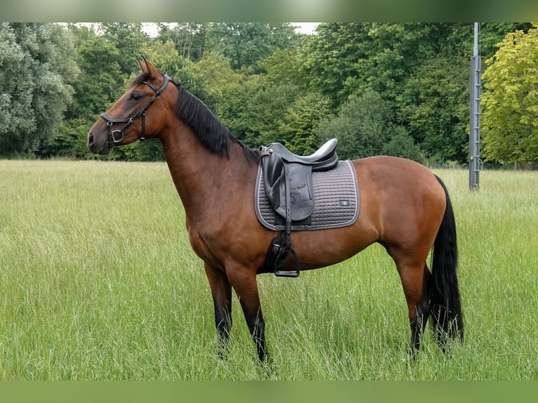 PRE Mix Stute 3 Jahre 156 cm Brauner in Oisterwijk