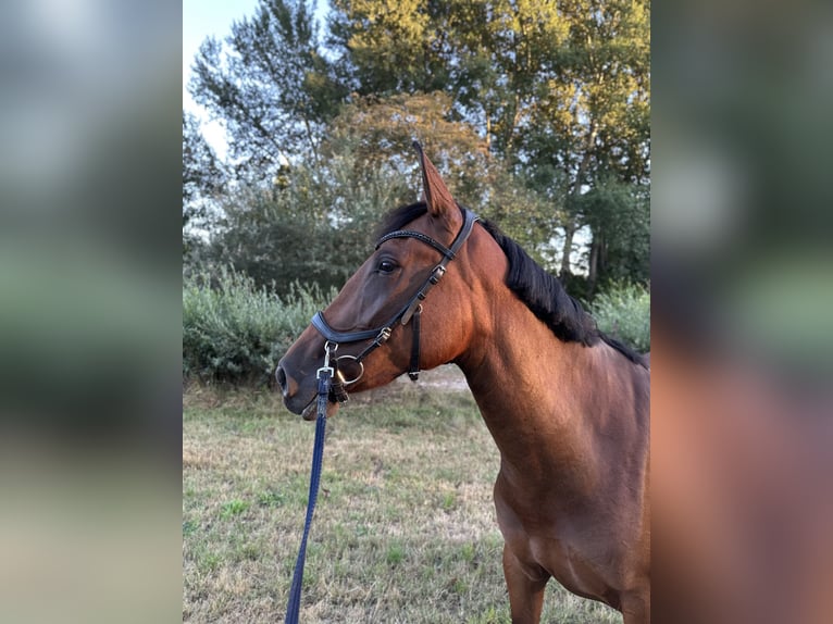 PRE Stute 3 Jahre 156 cm Brauner in Oisterwijk