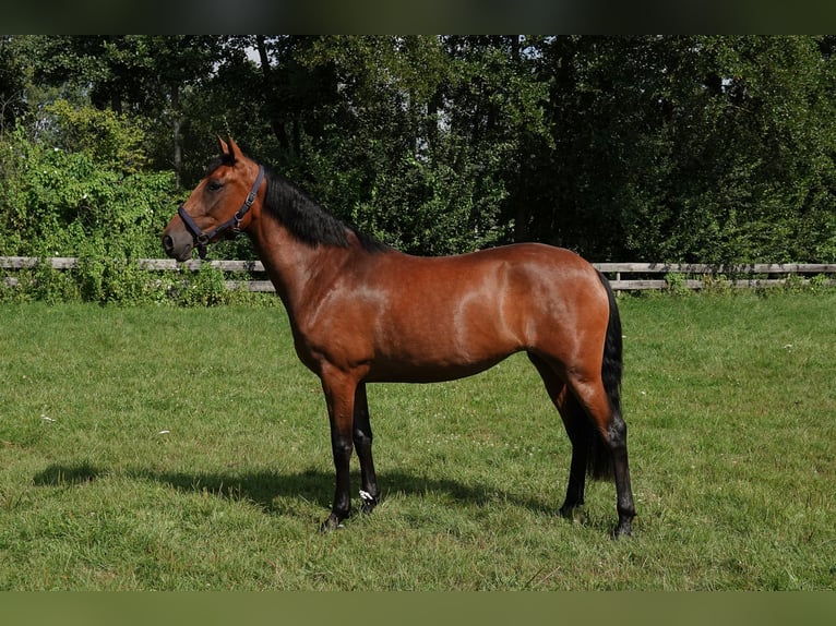 PRE Stute 3 Jahre 156 cm Brauner in Oisterwijk