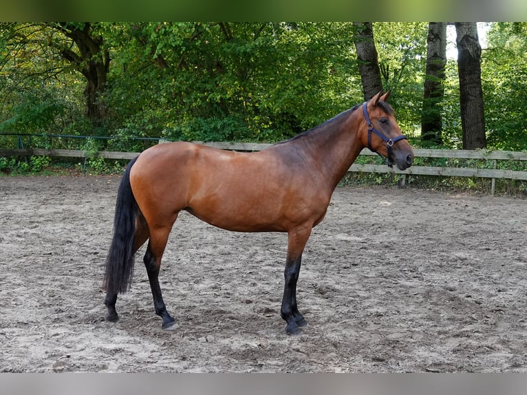 PRE Stute 3 Jahre 156 cm Brauner in Oisterwijk