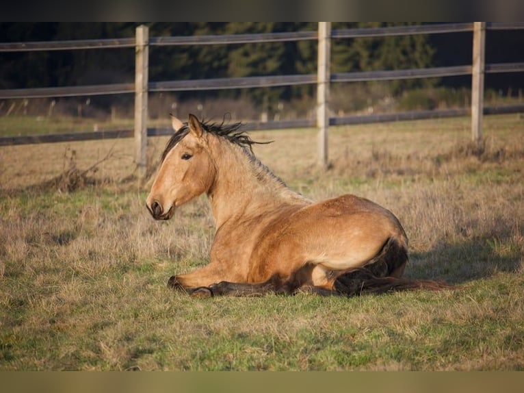 PRE Mix Stute 3 Jahre 157 cm Buckskin in Hümmel