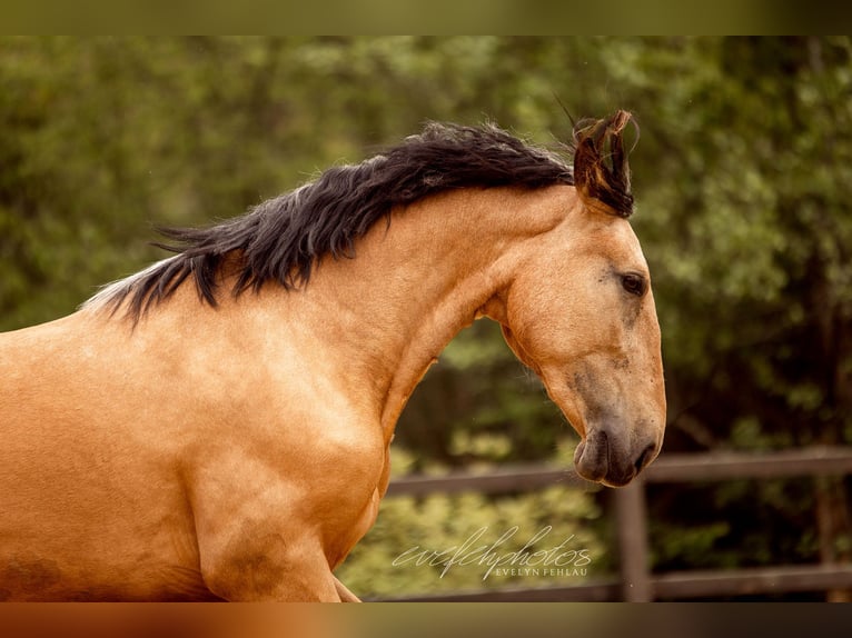 PRE Mix Stute 3 Jahre 157 cm Buckskin in Hümmel
