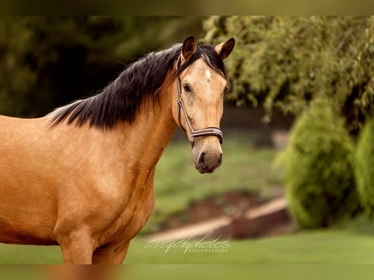 PRE Mix Stute 3 Jahre 157 cm Buckskin in Hümmel