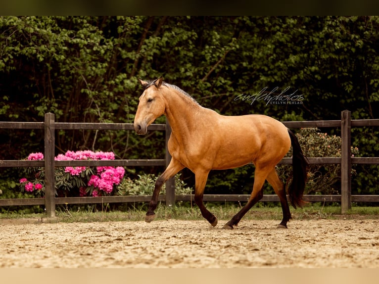 PRE Mix Stute 3 Jahre 157 cm Buckskin in Hümmel