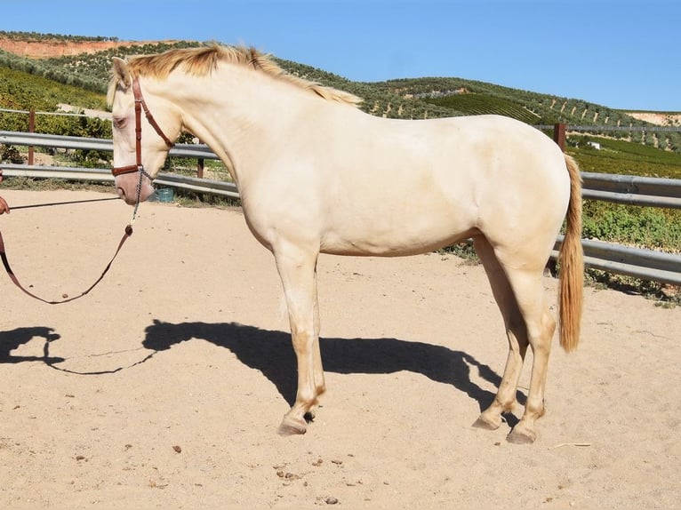 PRE Stute 3 Jahre 157 cm Pearl in Provinz Cordoba