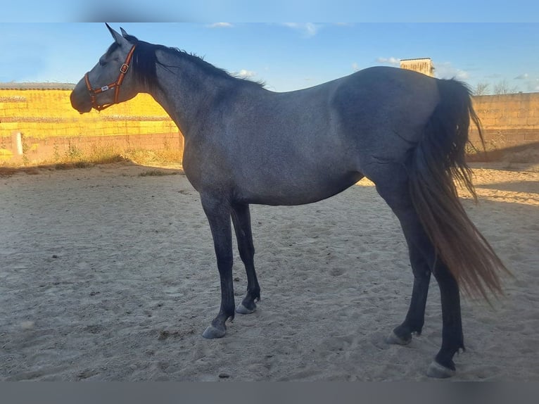 PRE Mix Stute 3 Jahre 157 cm Rotschimmel in Caceres