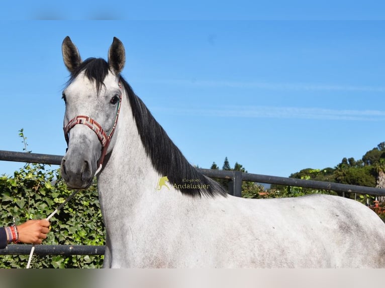PRE Stute 3 Jahre 158 cm Schimmel in Provinz Malaga