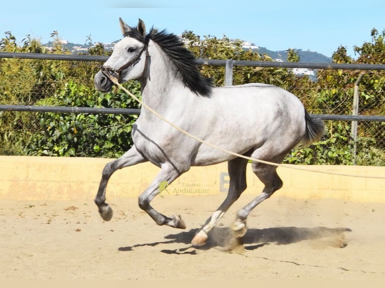 PRE Stute 3 Jahre 158 cm Schimmel in Provinz Malaga