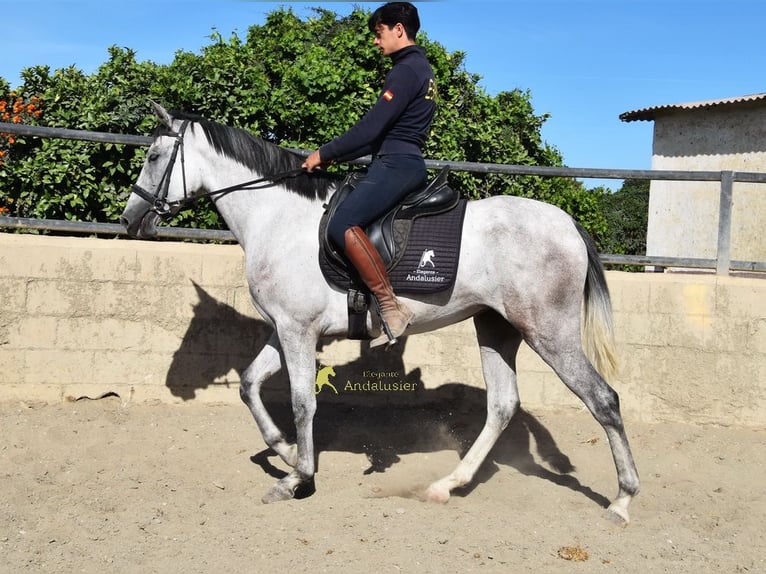 PRE Stute 3 Jahre 158 cm Schimmel in Provinz Malaga