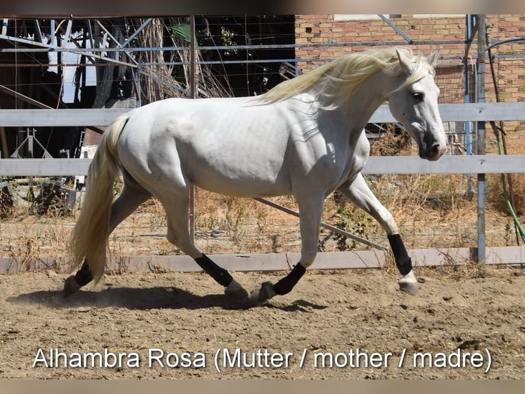 PRE Stute 3 Jahre 158 cm Schimmel in Provinz Granada