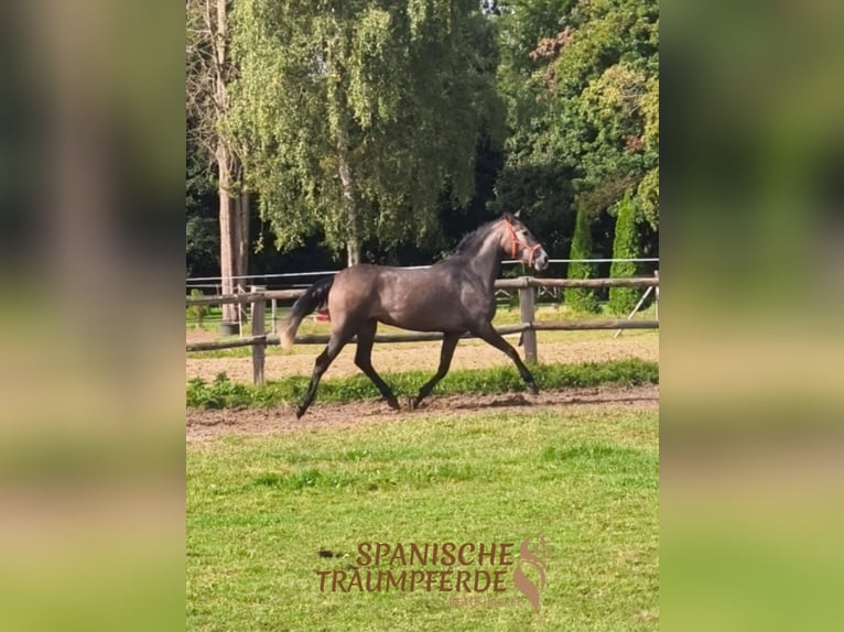PRE Mix Stute 3 Jahre 158 cm Schimmel in Stipsdorf
