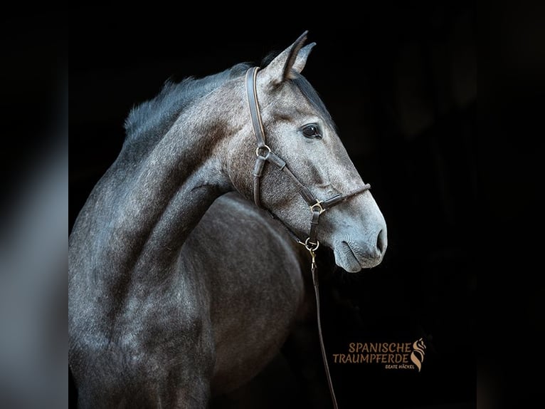 PRE Mix Stute 3 Jahre 158 cm Schimmel in Stipsdorf
