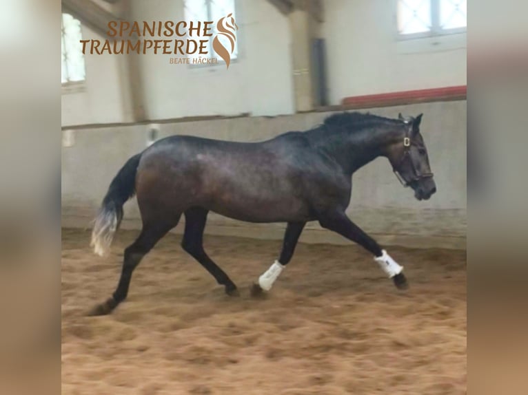 PRE Mix Stute 3 Jahre 158 cm Schimmel in Stipsdorf