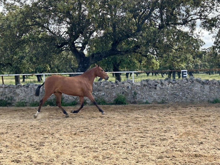 PRE Mix Stute 3 Jahre 159 cm Brauner in Villanueva De Córdoba