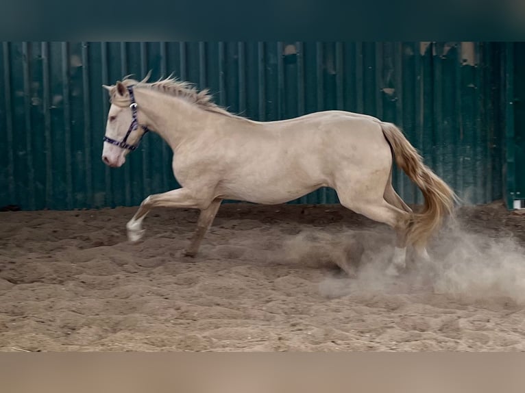 PRE Mix Stute 3 Jahre 159 cm Perlino in Arganda Del Rey