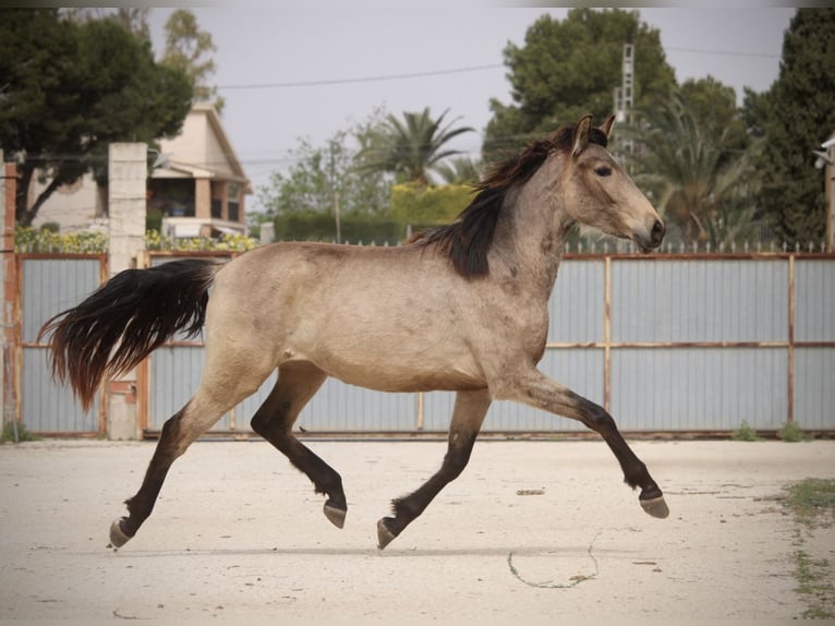 PRE Mix Stute 3 Jahre 160 cm Buckskin in Valencia