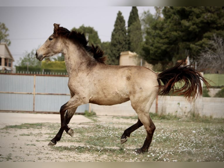 PRE Mix Stute 3 Jahre 160 cm Buckskin in Valencia