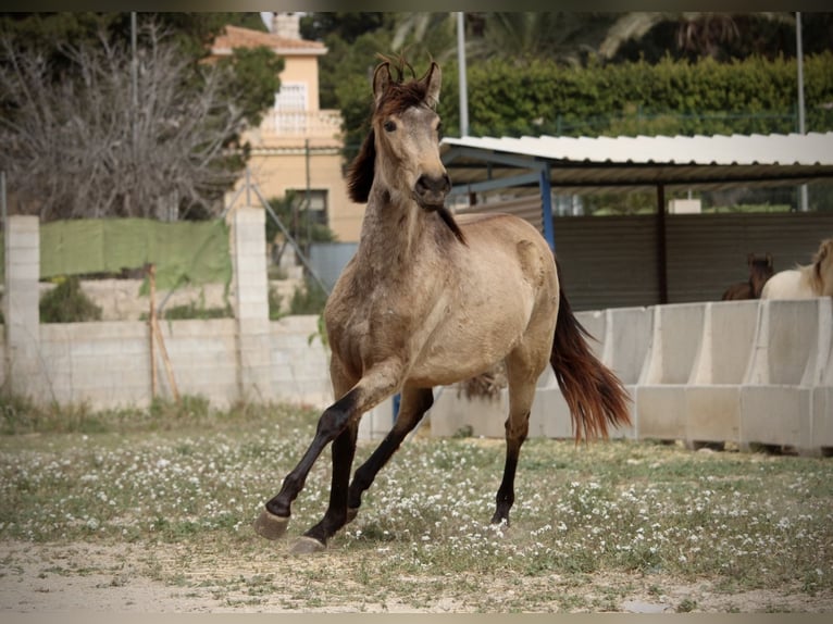 PRE Mix Stute 3 Jahre 160 cm Buckskin in Valencia