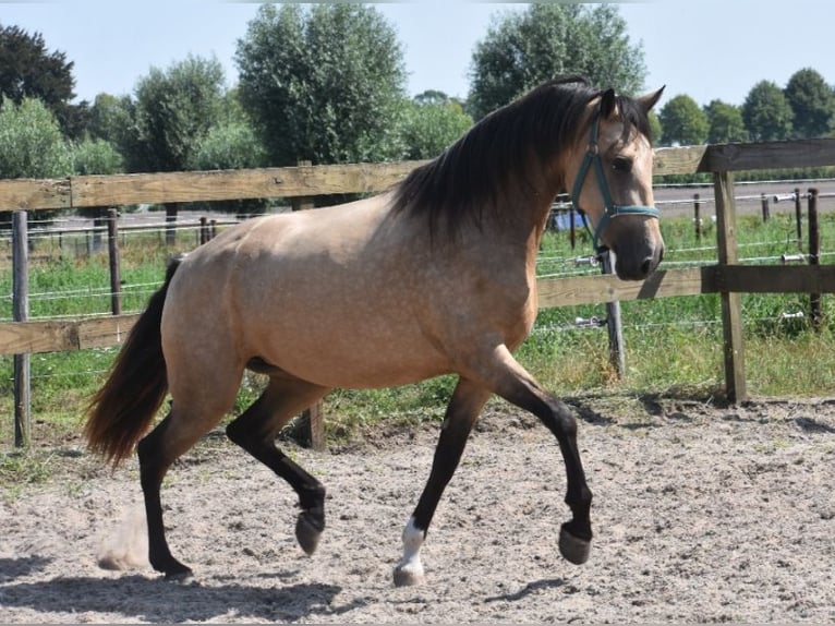 PRE Mix Stute 3 Jahre 160 cm Buckskin in Nieuwkerken-Waas