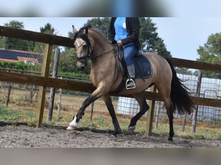 PRE Mix Stute 3 Jahre 160 cm Buckskin in Nieuwkerken-Waas