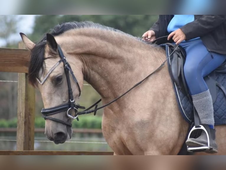 PRE Mix Stute 3 Jahre 160 cm Buckskin in Nieuwkerken-Waas
