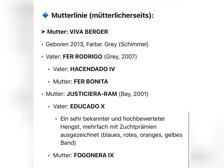 PRE Stute 3 Jahre 160 cm Buckskin in Lochen am See