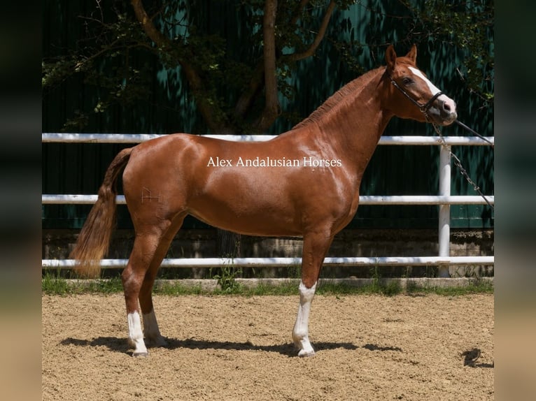 PRE Stute 3 Jahre 160 cm Fuchs in Sevilla